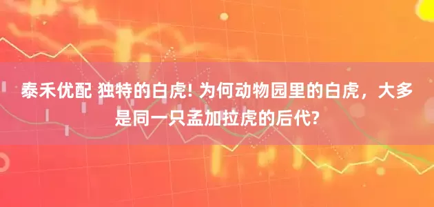 泰禾优配 独特的白虎! 为何动物园里的白虎，大多是同一只孟加拉虎的后代?