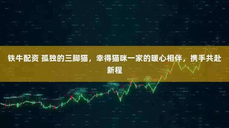 铁牛配资 孤独的三脚猫，幸得猫咪一家的暖心相伴，携手共赴新程